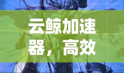 云鲸加速器，高效传输的可靠解决方案